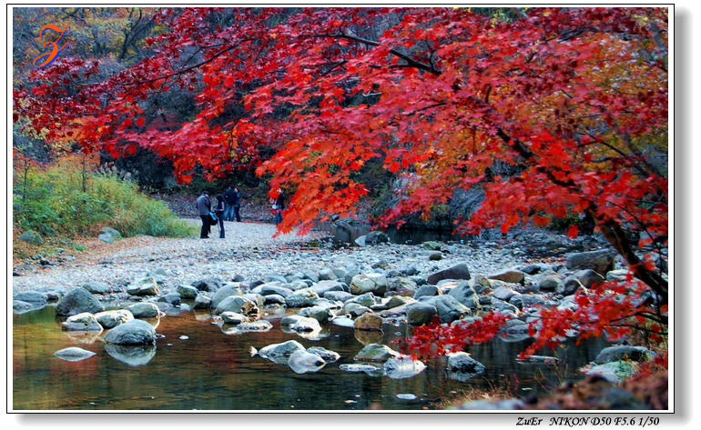 关门山红叶